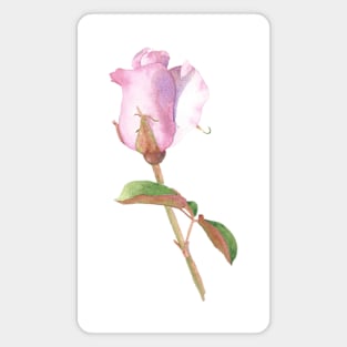 Pink Rosebud Magnet